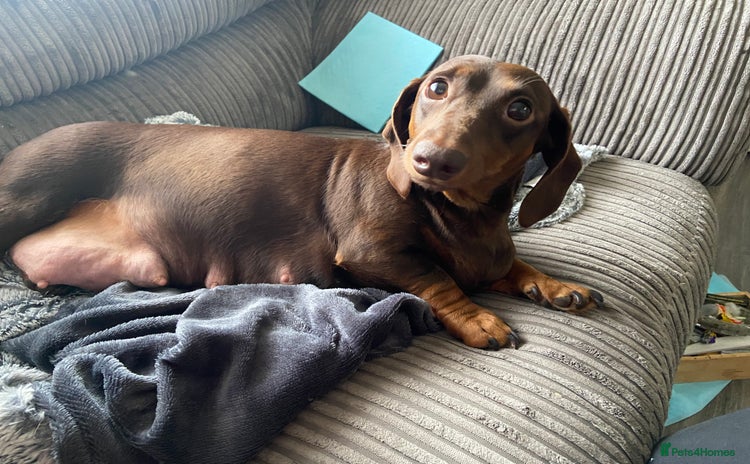 Dachshund dogs - Advert 3