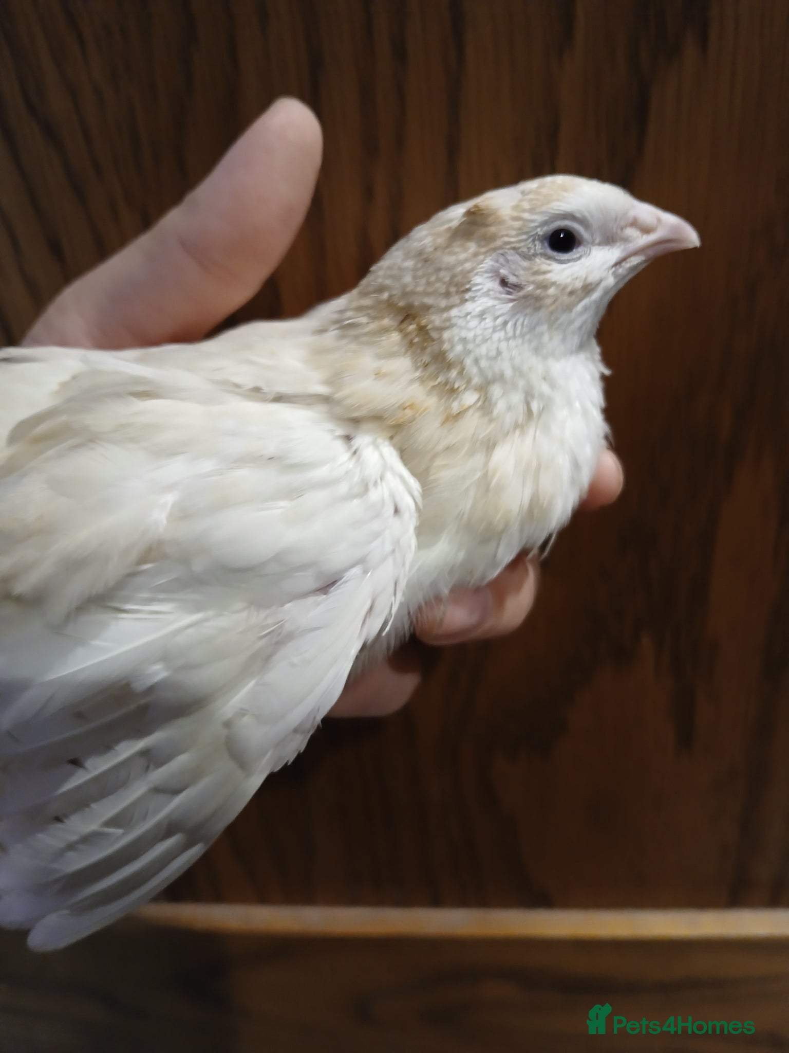 Quail poultry Coturnix (Japanese) Quail chicks - Advert 2
