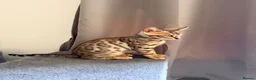 Bengal cats for sale: Stunning Bengal 3 Boys left - Advert 35