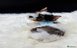 Yorkshire Terrier dogs for sale:  Ready to go Exotic Colourful Yorkshire Terriers - Advert 16