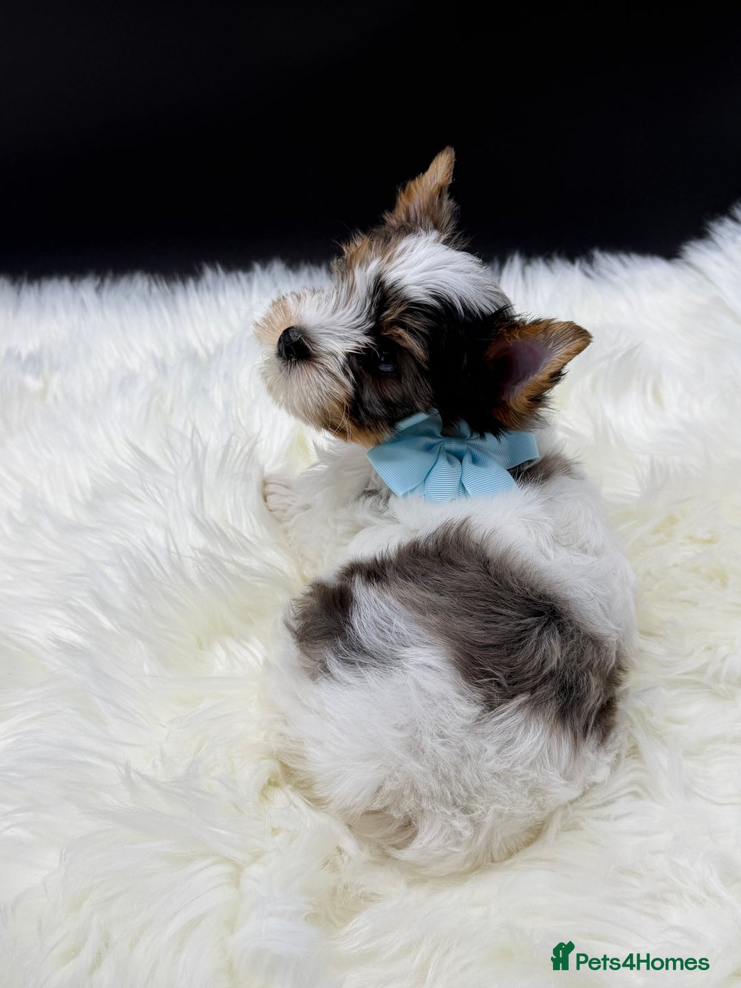 Yorkshire Terrier dogs for sale:  Ready to go Exotic Colourful Yorkshire Terriers - Advert 16