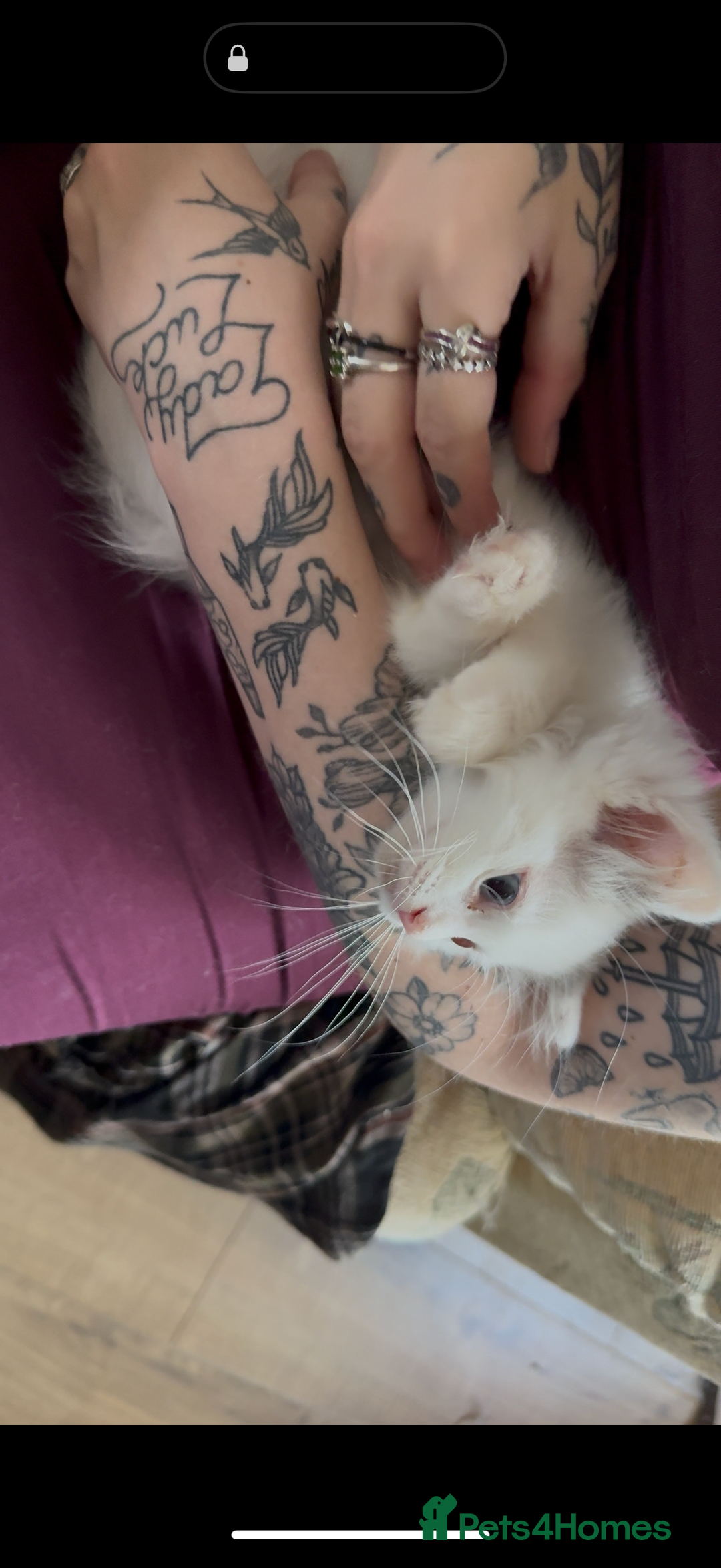 Ragdoll cats for sale: Beautiful Ragdoll kittens - Image 11