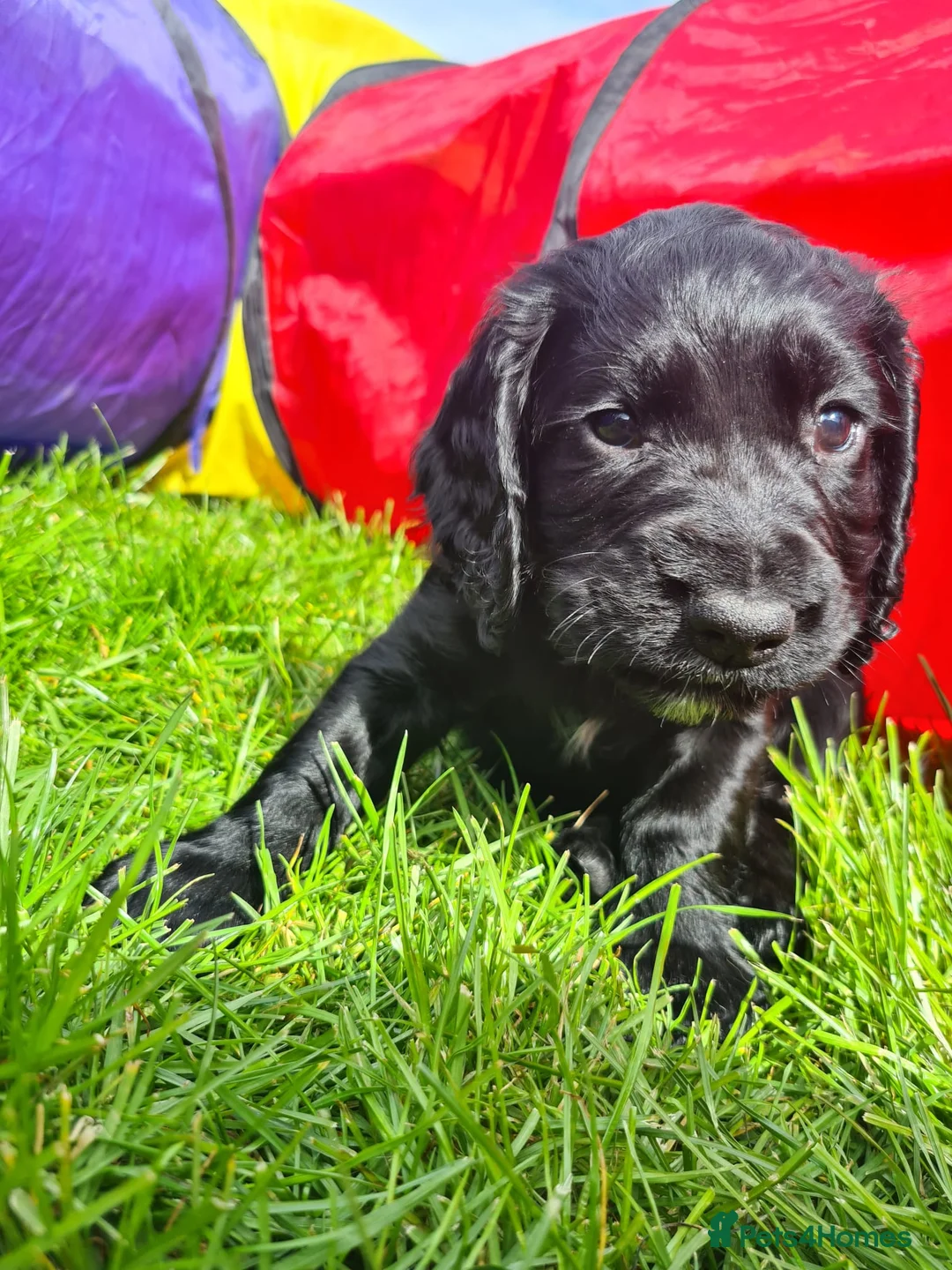 Cocker Spaniel dogs for sale: *ready to leave* pedigree Cocker spaniel  - Advert 7