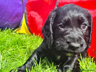 Cocker Spaniel dogs *ready to leave* pedigree Cocker spaniel - Advert 5