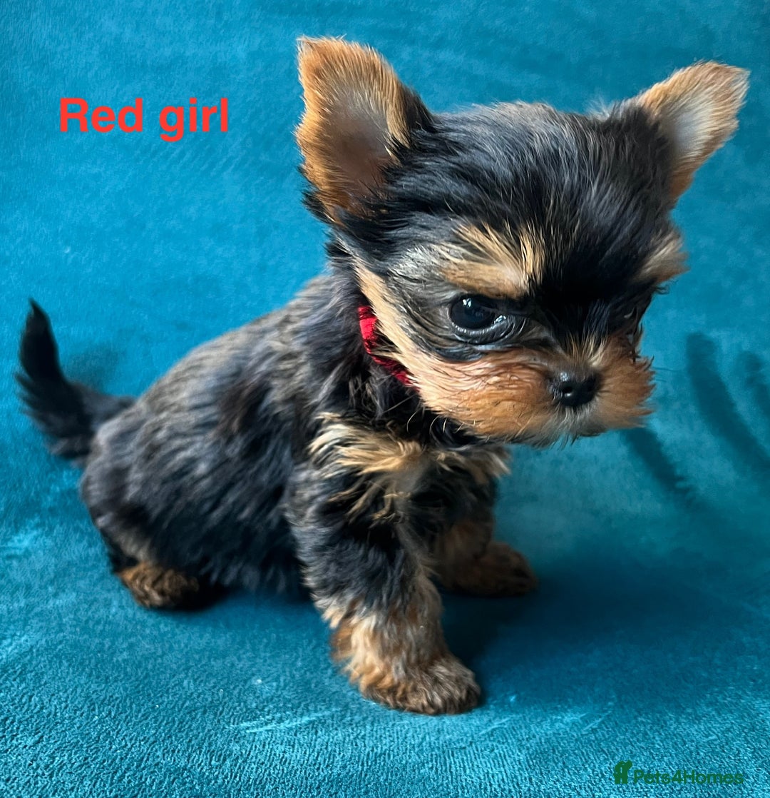 Yorkshire Terrier dogs for sale: Baby face mini pedigree YORKIE pups - Image 4