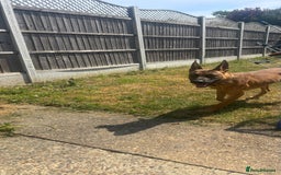 Mixed Breed dogs for sale: Belgium Malinios *DOG HANDLER ONLY* - Image 8