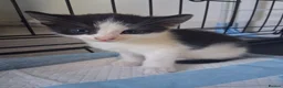 Mixed Breed cats for sale: Litter Of 5 Beautiful Kittens - Advert 14