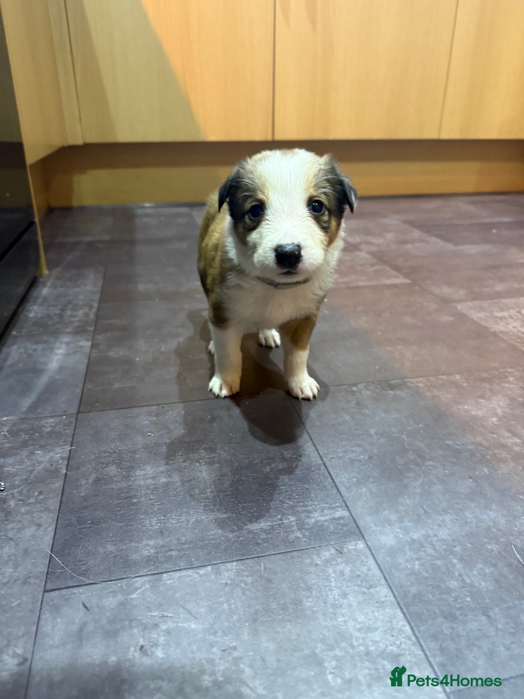 Mixed Breed dogs for sale: Border collie X Welsh collie pups - Advert 12