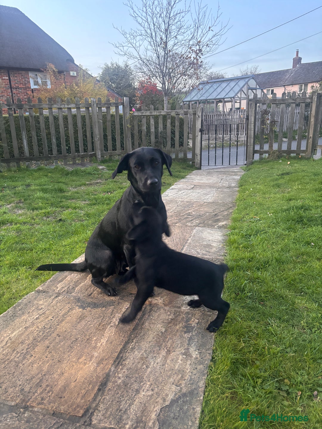 Labrador Retriever dogs for sale: 1 Black Labrador bitch left ready to go now  - Image 27