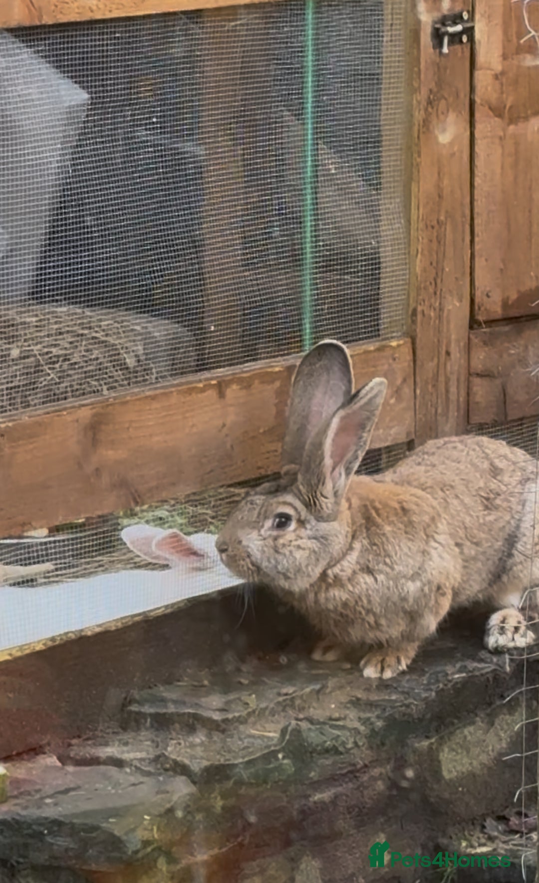 Mixed Breed rabbits for sale: Continental giant X  - Advert 5
