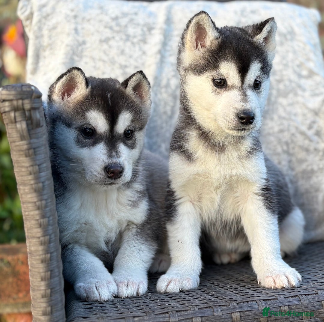 Siberian Husky dogs for sale: Siberian husky puppies - Advert 7