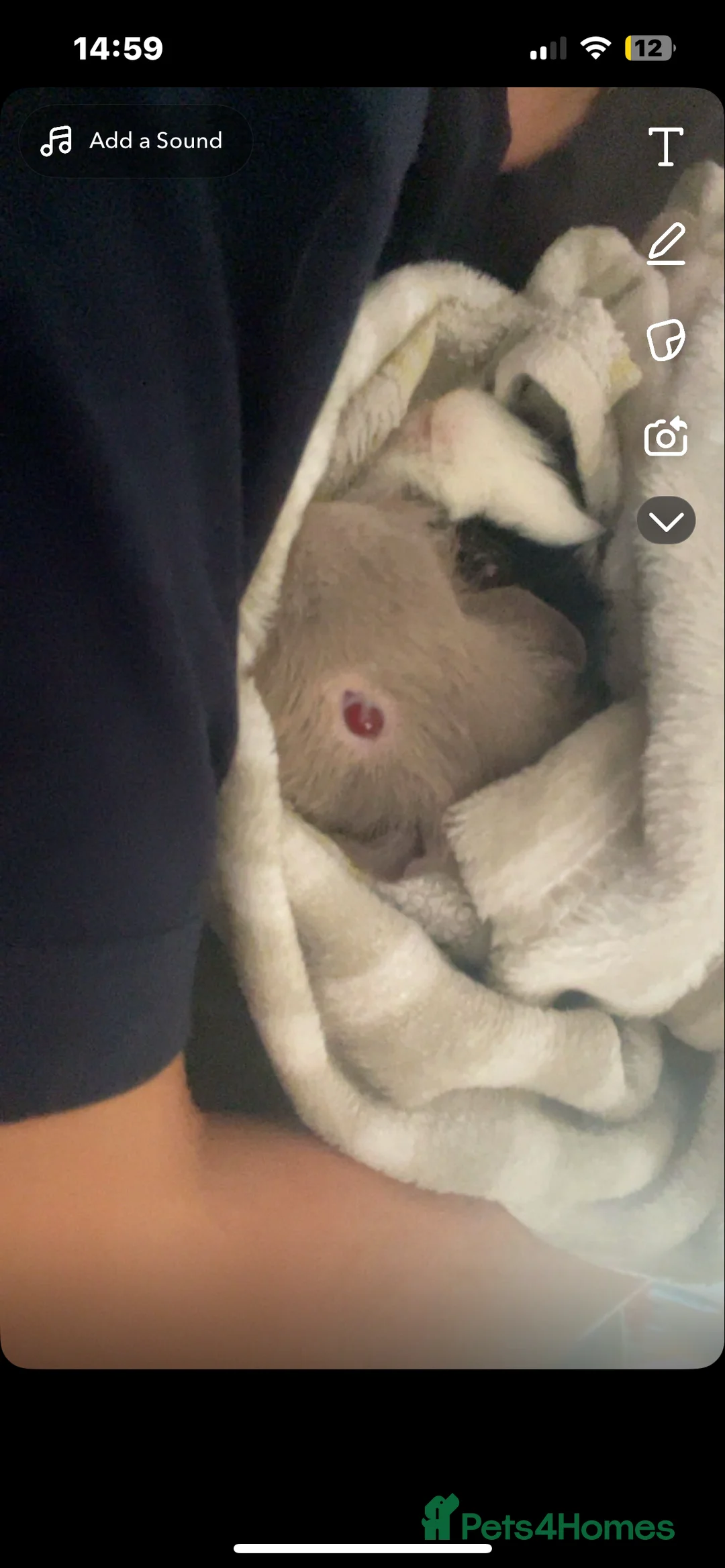 Guinea Pig rodents for sale: Two beautiful male guinea pigs  to rehome  - Advert 2