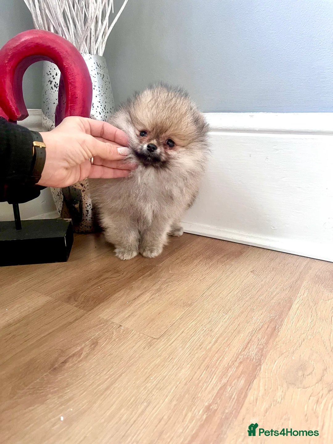 Pomeranian dogs for sale: Top Quality 🏆Championship 🧸Teddy Bear - Advert 2