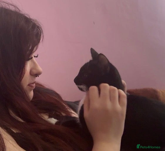 Mixed Breed cats black tabby 🖤 - Advert 1