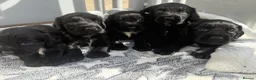 Cocker Spaniel dogs for sale: Cocker spaniel puppies - Advert 9