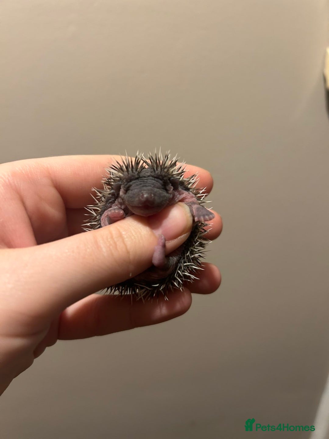 Pygmy Hedgehog rodents for sale: 3x male hoglets  - Image 4