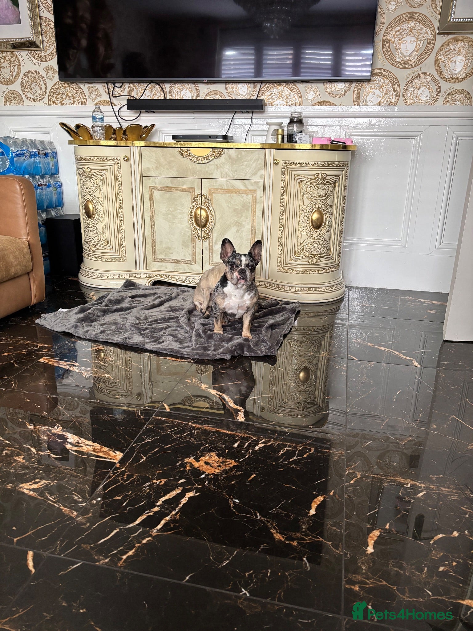 French Bulldog dogs For rehome french bulldog  - Advert 9
