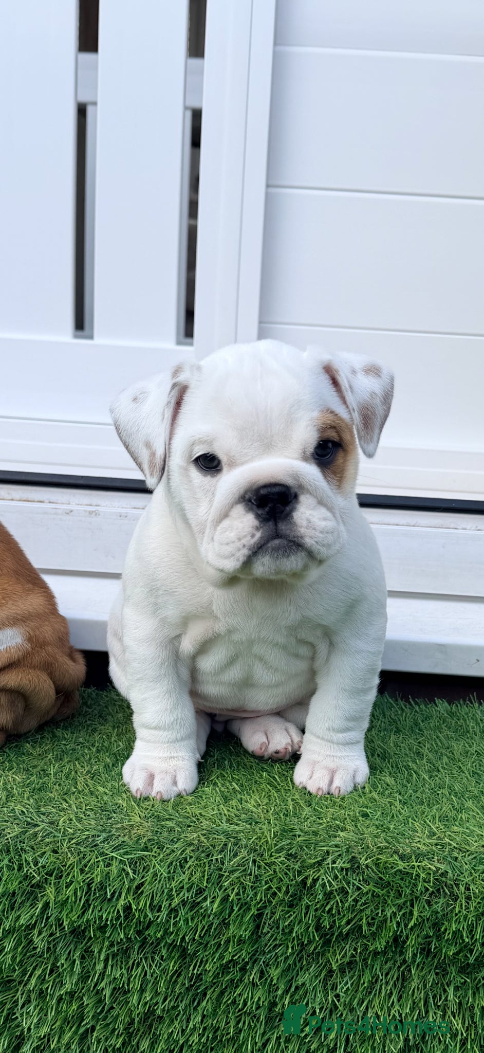 English Bulldog dogs TRADITIONAL BRITSH BULLDOGS MALE/FEMALE  - Advert 3