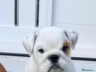 English Bulldog dogs TRADITIONAL BRITSH BULLDOGS MALE/FEMALE - Advert 3