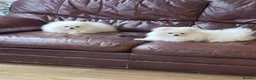 Pomeranian dogs for sale: 2 white poms 17 weeks old 1 boy 1 girl - Advert 12