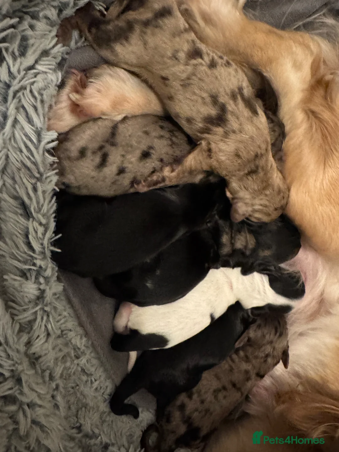 Cocker Spaniel dogs for sale: 7 stunning girl cocker spaniel puppies  in Stourport-on-Severn - Advert 7