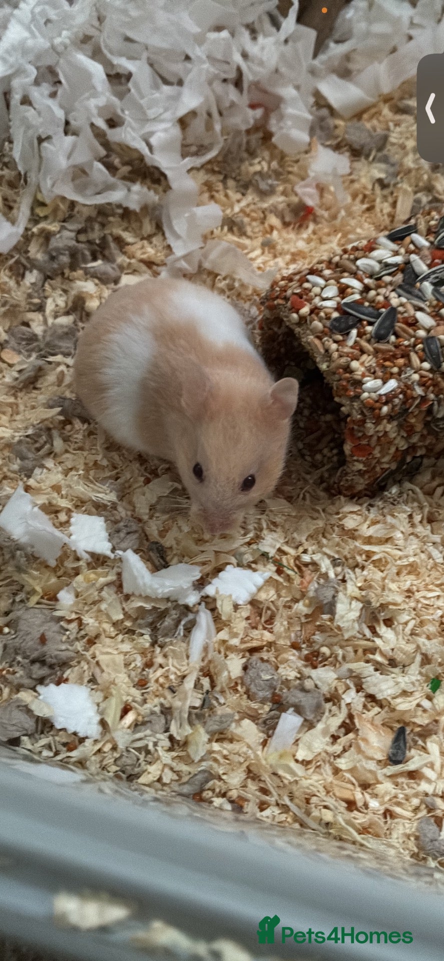 Hamster rodents Syrian hamster  - Advert 4