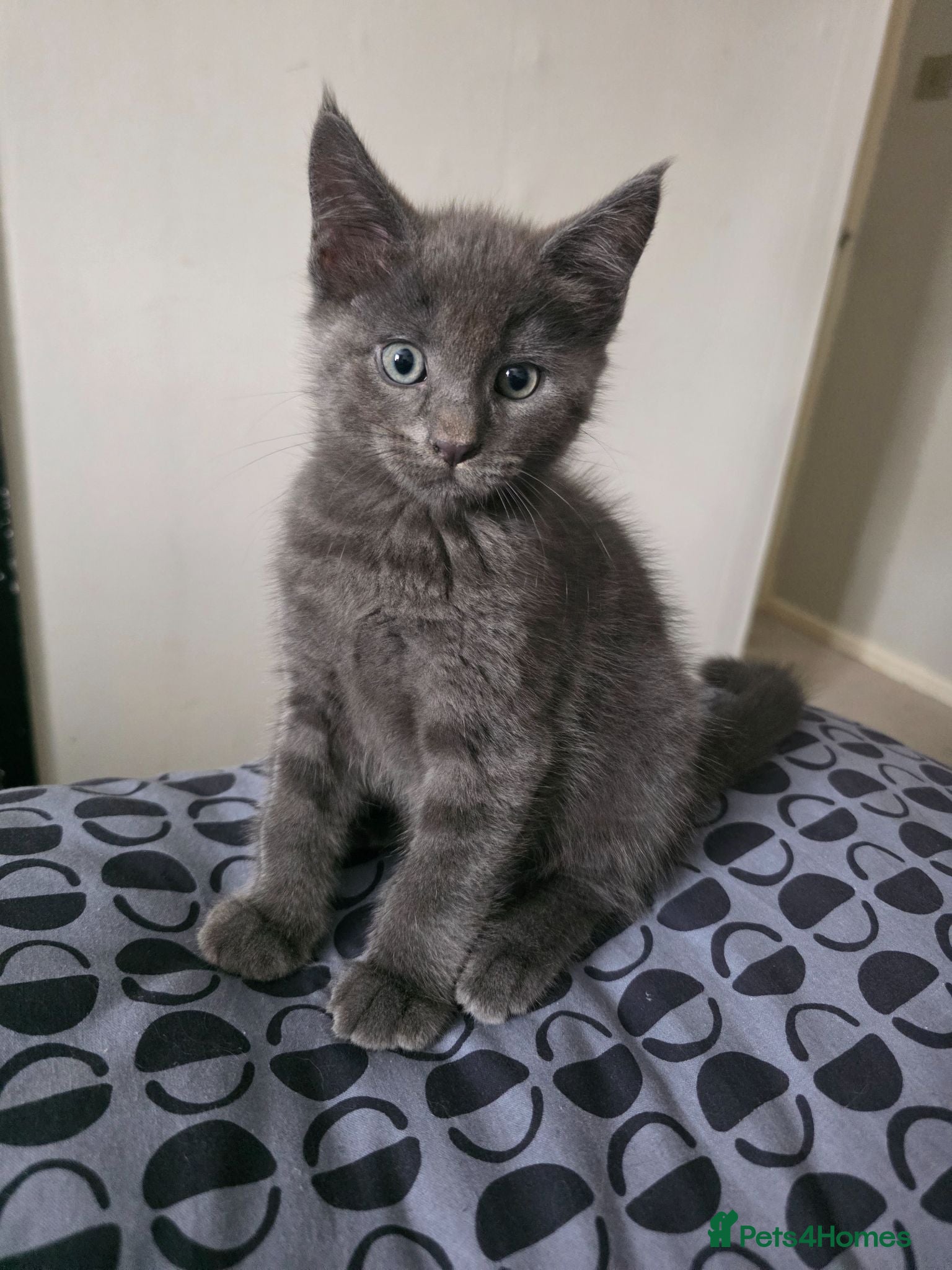 Maine Coon cats Mainecoon x babies ready now - Advert 16