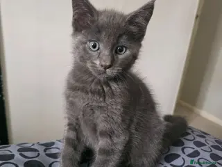 Maine Coon cats Mainecoon x babies ready now - Advert 16
