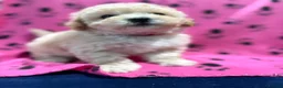 Poochon dogs for sale: Cute litter of puppies  - Advert 7