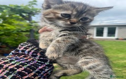 Mixed Breed cats for sale: Siamese/bsh domestic cross kittens  - Image 14
