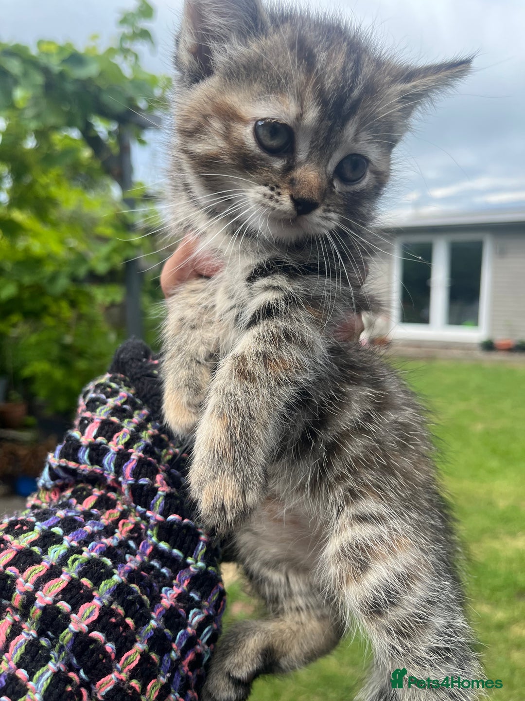 Mixed Breed cats for sale: Siamese/bsh domestic cross kittens  - Image 14
