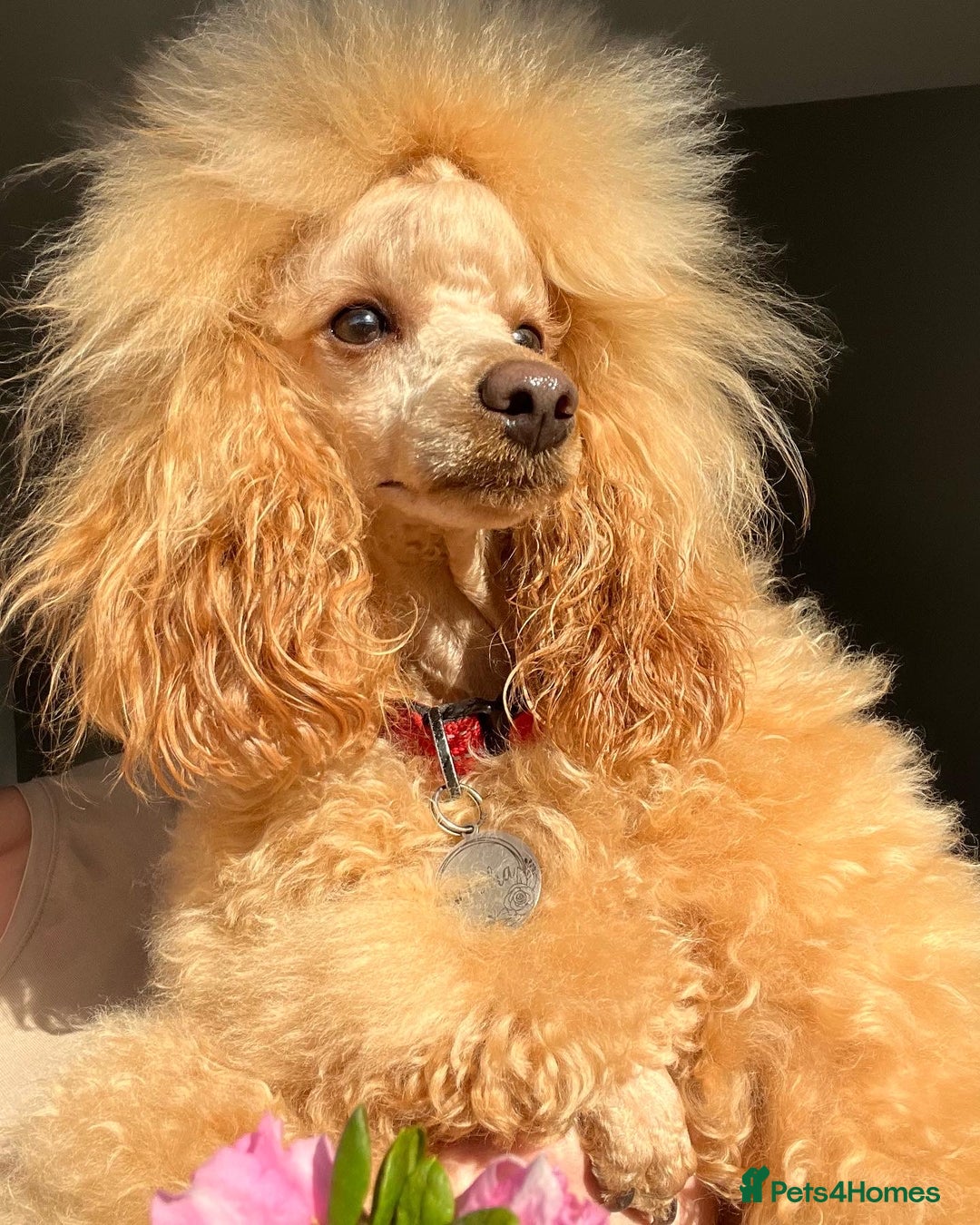 Toy Poodle dogs for stud: 🇷🇺russian kc miniature poodle 🇷🇺  in Newcastle - Image 3