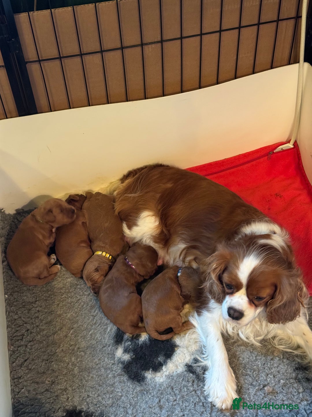 Cavapoo dogs for sale: Stunning F1 Toy Cavapoo’s 5* licensed breeder DNA - Advert 2