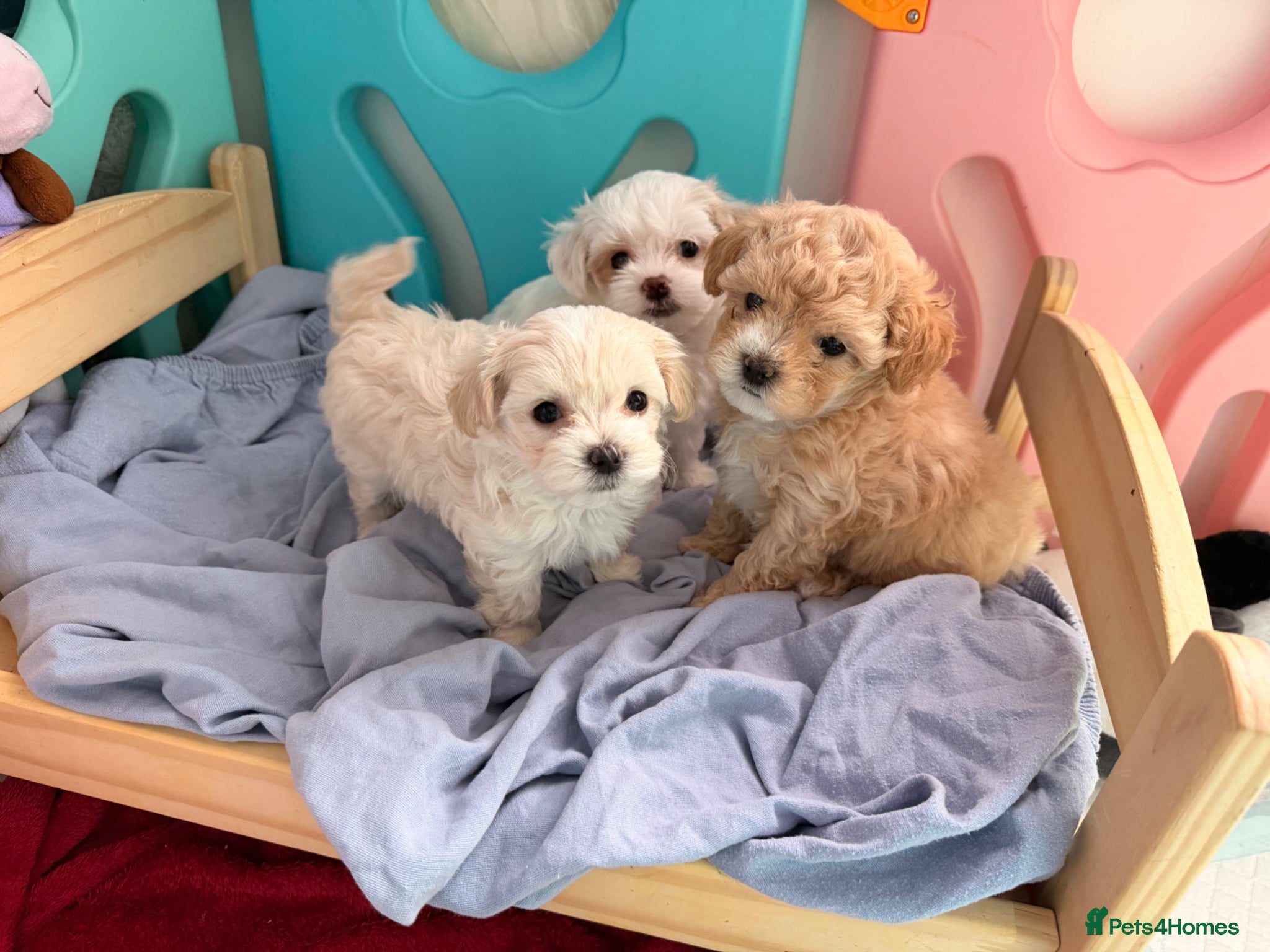 Maltipoo dogs ❌❌S  Gorgeous maltipoo F2 🐶🐶🐶🐶🐶 - Advert 1