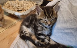 Maine Coon cats for sale: Beautiful Mainecoon X  9 kittens  - Image 40
