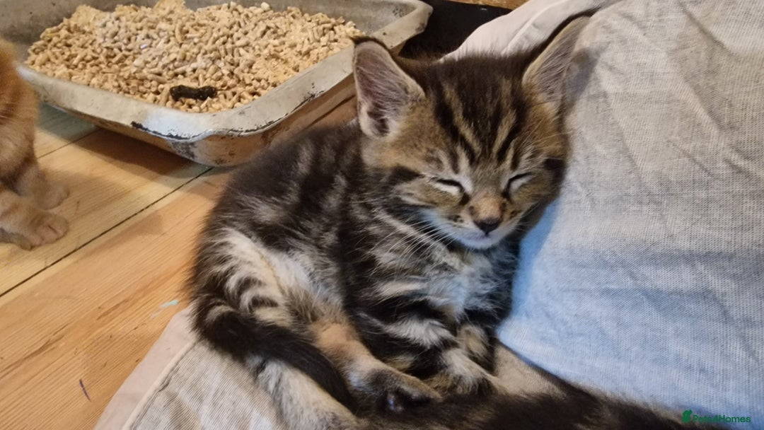 Maine Coon cats for sale: Beautiful Mainecoon X  9 kittens  - Image 40