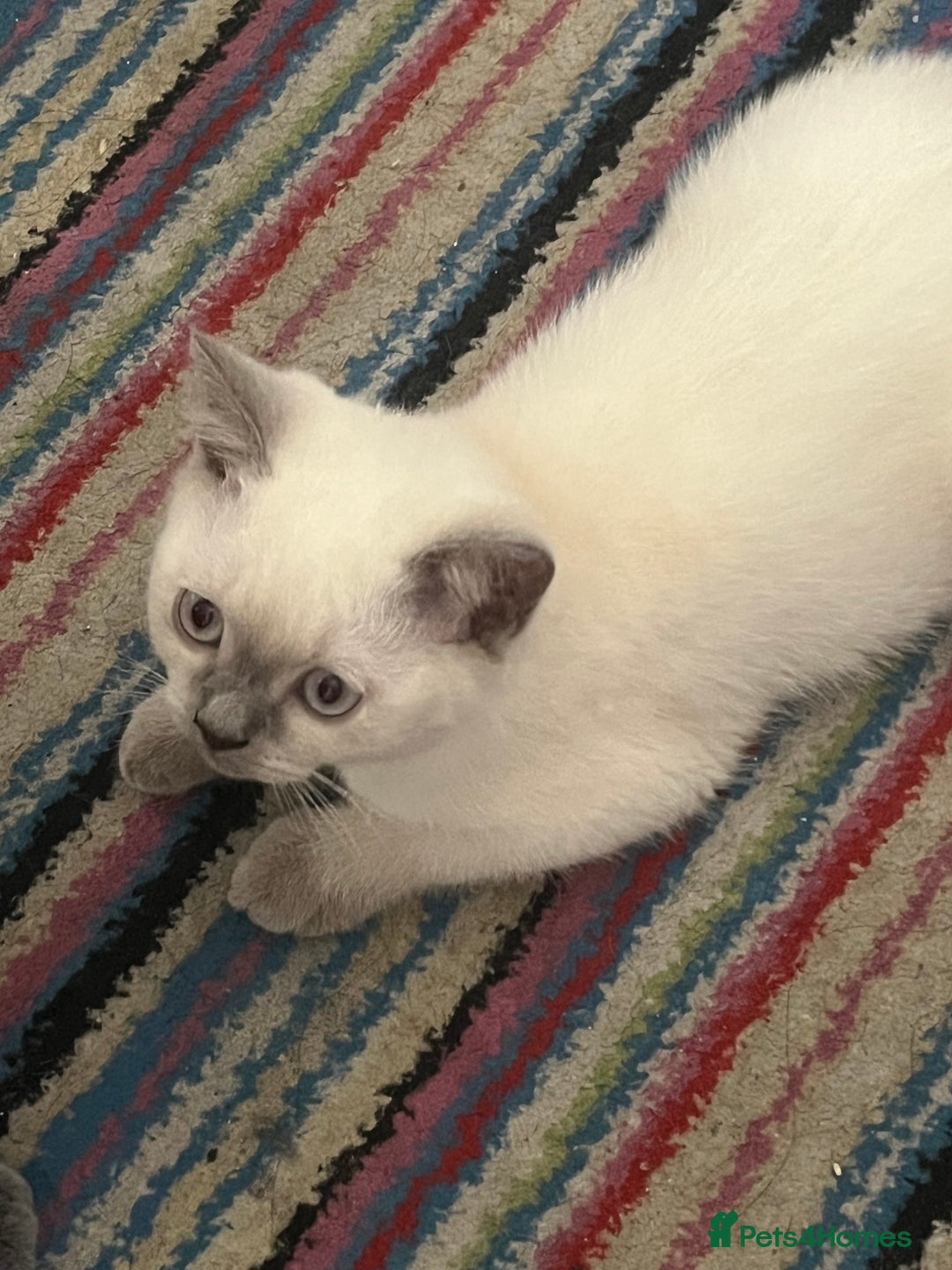 British Shorthair cats for sale: British Shorthair Colour Points   - Image 7