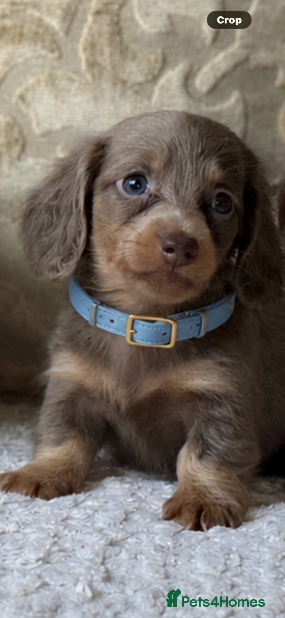 Miniature Dachshund dogs Miniature dashaund fluffy blue eye pups  - Advert 10