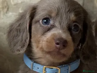 Miniature Dachshund dogs Miniature dashaund fluffy blue eye pups - Advert 9