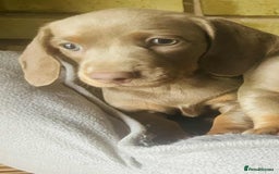 Miniature Dachshund dogs for sale: READY NOW ISABELLA MINIATURE DACHSHUND PUPPIES - Image 3