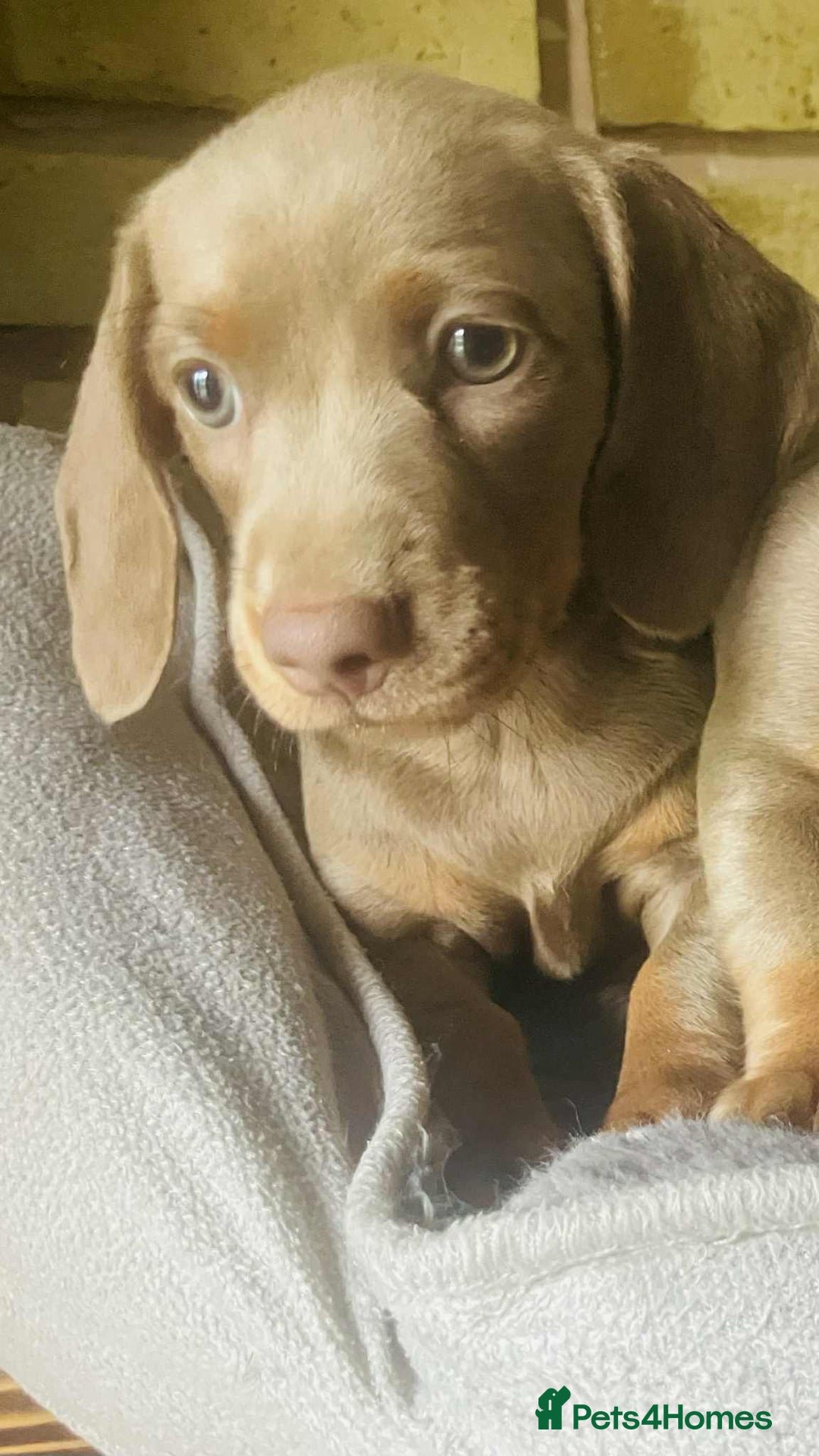 Miniature Dachshund dogs for sale: READY NOW ISABELLA MINIATURE DACHSHUND PUPPIES - Image 3