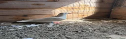 Pigeons birds for sale: Logan pigeons for sale  - Advert 4