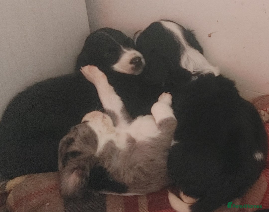 Mixed Breed dogs for sale: Sprockerdor Pups lab x Sprockerdor - Image 2