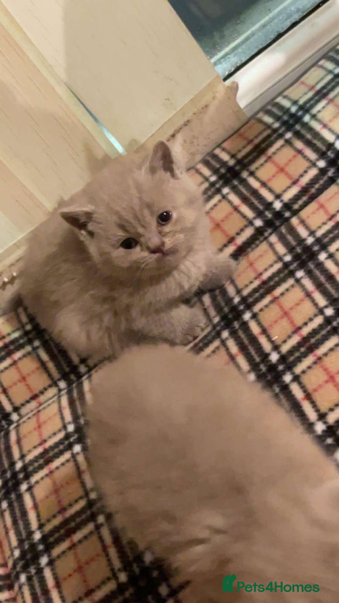 British Shorthair cats for sale: British Shorthair Kittens for Sale - Advert 3