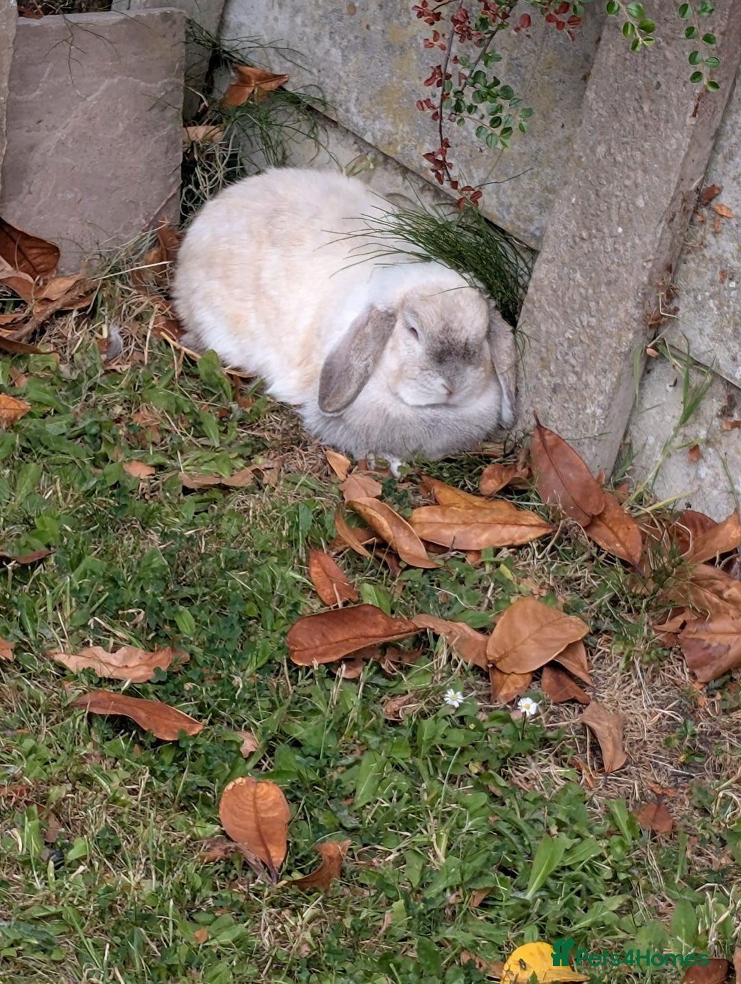 Mixed Breed rabbits for sale: Looking for a loving home for two adorable rabbits - Image 2