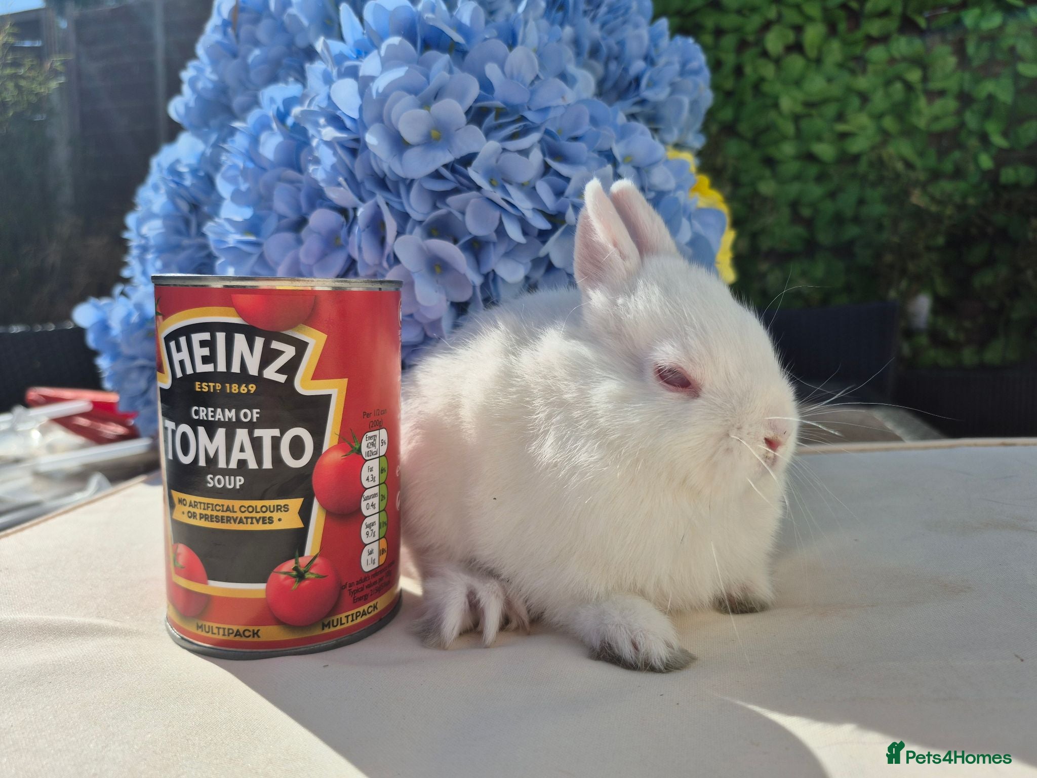 Netherland Dwarf rabbits Tiny netherland dwarfs - Advert 1