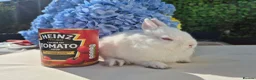 Netherland Dwarf rabbits for sale: Tiny netherland dwarfs - Advert 1