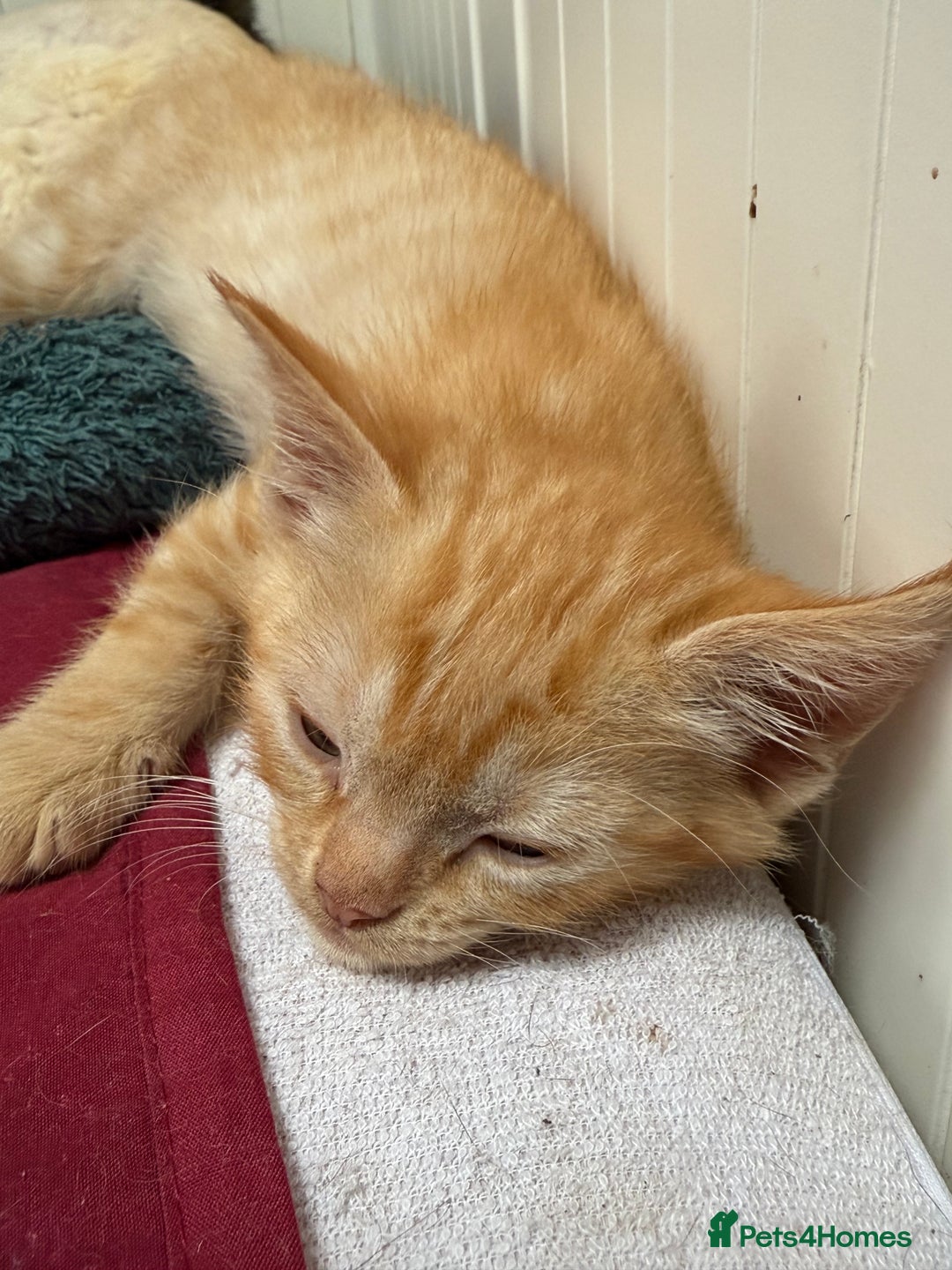 Devon Rex cats for sale: Adorable first generation permitted outcross - Image 26
