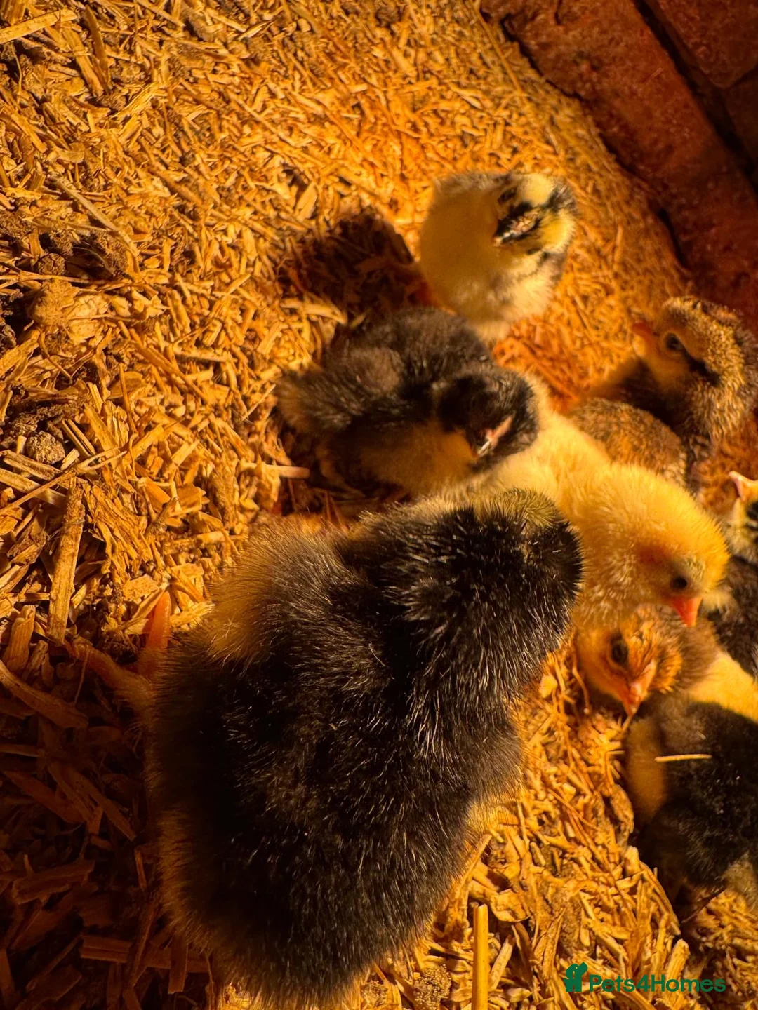 Mixed Breed poultry for sale: Pekin polish barnyard mix chicks Unsexed  in Wimborne - Advert 2