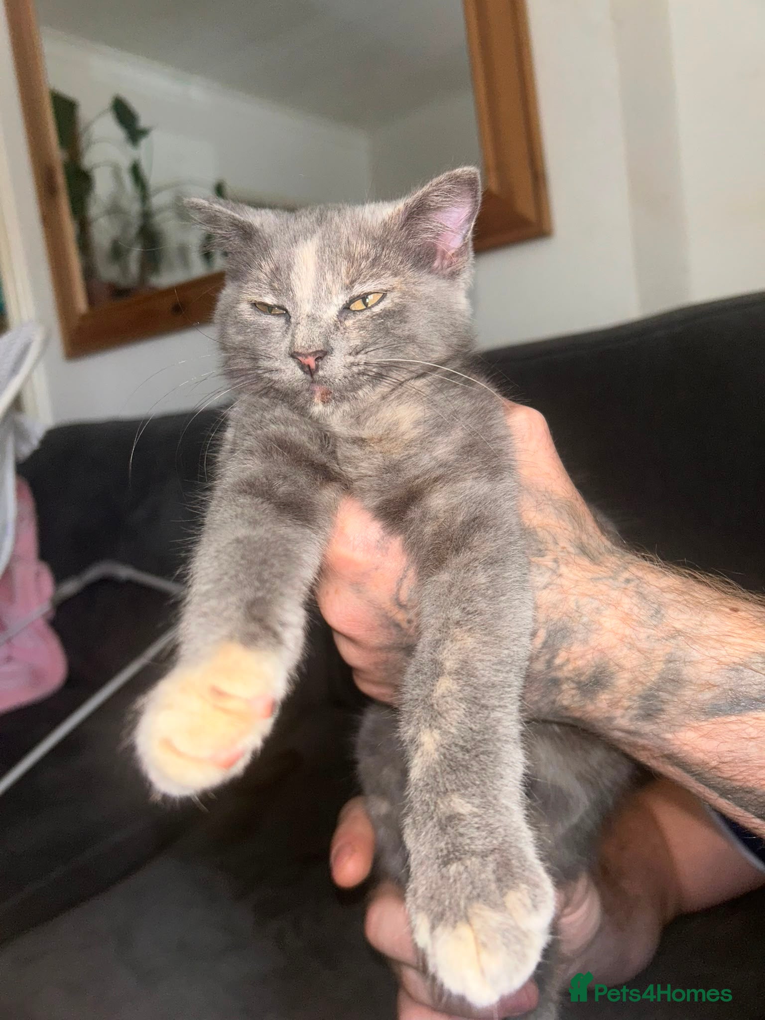 Mixed Breed cats British shorthair x Persian kitten - Advert 3